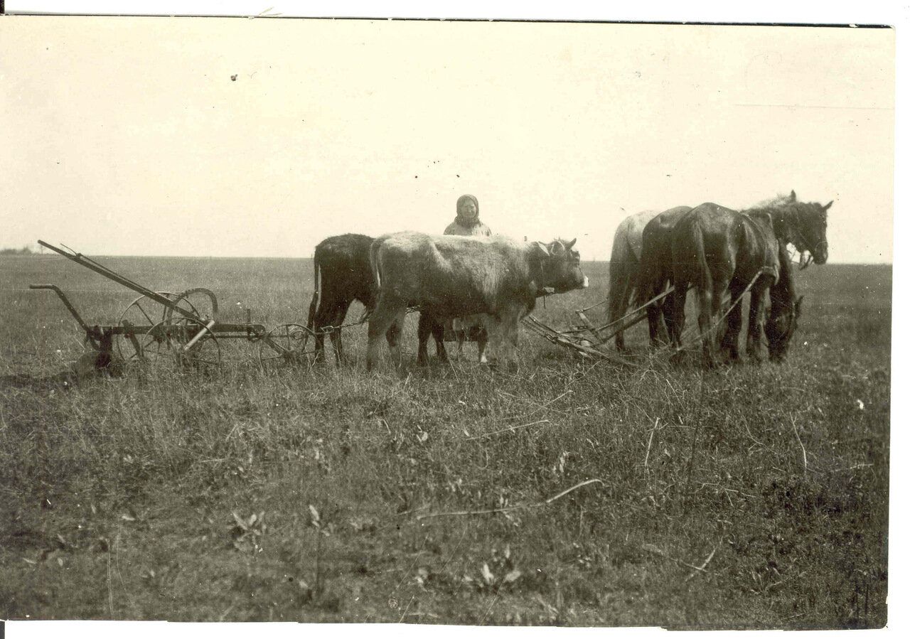 0373 Woman with two oxen, two horses.jpg