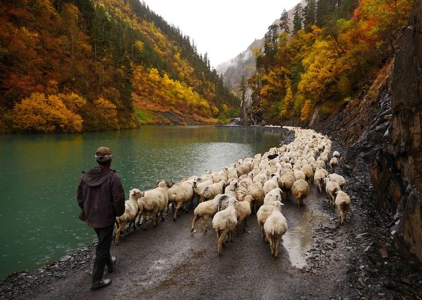 Driving-sheep-in-the-Caucasus-00.jpg